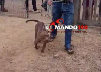 Tragédia em Presidente Médici: Criança de 1 ano e 4 meses morre após ataque de Pitbull
