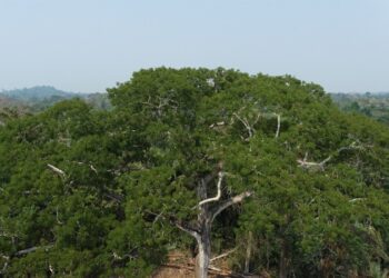 Intensificando proteção ecológica, MP recomenda suspensão ou cancelamento de cadastros rurais presentes em unidades de conservação e áreas públicas