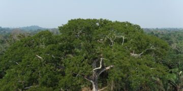 Intensificando proteção ecológica, MP recomenda suspensão ou cancelamento de cadastros rurais presentes em unidades de conservação e áreas públicas