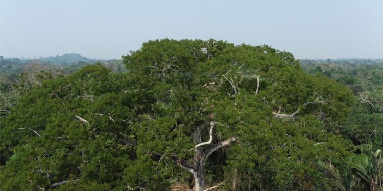 Intensificando proteção ecológica, MP recomenda suspensão ou cancelamento de cadastros rurais presentes em unidades de conservação e áreas públicas