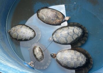 Polícia Militar apreende armas e animais silvestres em operação ambiental na Estação Ecológica Soldado da Borracha
