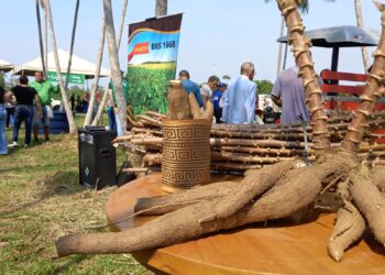 Dia de Campo de Mandioca acontece na sexta-feira (1º)