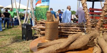 Dia de Campo de Mandioca acontece na sexta-feira (1º)