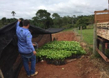 “Plante Mais”: Cone Sul de Rondônia avança na produção agrícola com mudas clonais de café e cacau