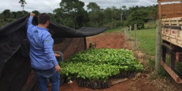 “Plante Mais”: Cone Sul de Rondônia avança na produção agrícola com mudas clonais de café e cacau