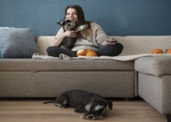 Xixi de pet: confira dicas para eliminar odores de sofás e tapetes