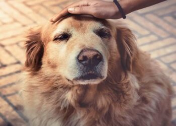Longevidade animal: como a medicina veterinária está transformando a vida dos pets