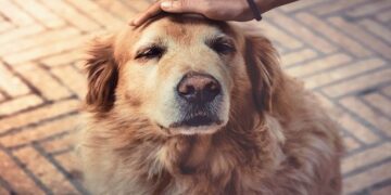 Longevidade animal: como a medicina veterinária está transformando a vida dos pets