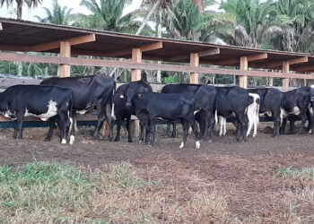 Declaração de rebanhos feita a partir de novembro tem que indicar quantidade de animais para corte e leite