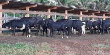 Declaração de rebanhos feita a partir de novembro tem que indicar quantidade de animais para corte e leite