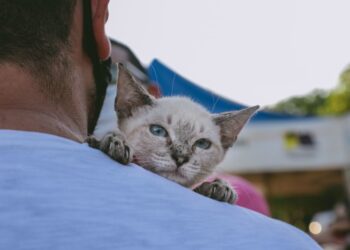 Prefeitura realiza última ação de castração animal gratuita do ano no próximo dia 30