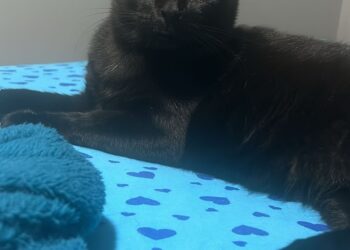 PROCURA-SE GATO: RECOMPENSA DE R$ 500,00