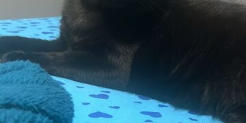 PROCURA-SE GATO: RECOMPENSA DE R$ 500,00