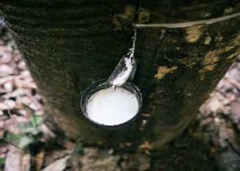 Cadeia da borracha impulsiona geração de renda na área de influência da BR-319