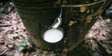 Cadeia da borracha impulsiona geração de renda na área de influência da BR-319