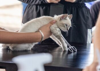 Porto Velho oferece atendimento veterinário gratuito para cães e gatos