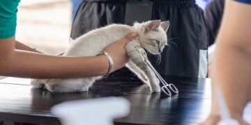 Porto Velho oferece atendimento veterinário gratuito para cães e gatos