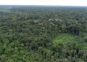 MP requer inconstitucionalidade de lei que alterou sistema de governança climática e gestão de recursos do mercado de carbono em Rondônia