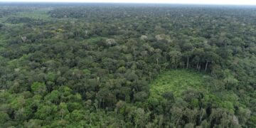 MP requer inconstitucionalidade de lei que alterou sistema de governança climática e gestão de recursos do mercado de carbono em Rondônia