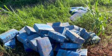 PF e PM/PR apreendem mais de 600kg de maconha no Paraná