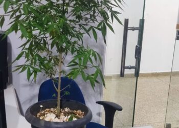 Polícia Militar desmantela ponto de tráfico e apreende drogas em Ariquemes