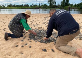Ação realizada pelo governo de RO promove soltura de mais de 177 mil filhotes de tartarugas, no Parque Estadual Corumbiara