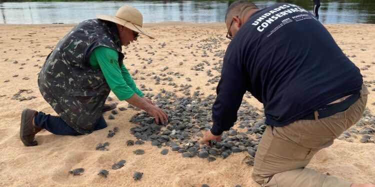 Ação realizada pelo governo de RO promove soltura de mais de 177 mil filhotes de tartarugas, no Parque Estadual Corumbiara