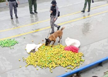 “O corre azedou!”: 37 kg de cocaína em formato de limão são apreendidos em barco no Amazonas