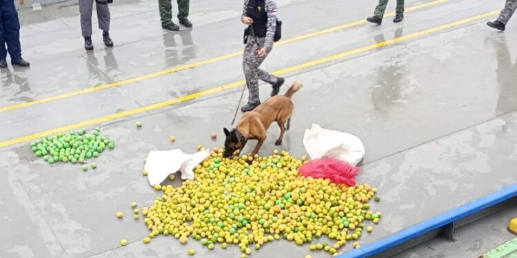 “O corre azedou!”: 37 kg de cocaína em formato de limão são apreendidos em barco no Amazonas