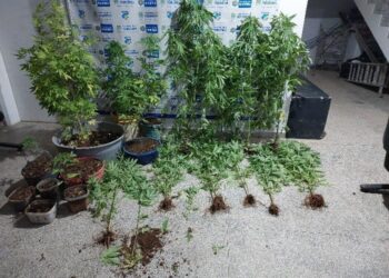 Em Ariquemes PM apreende mais de 30 pés de maconha