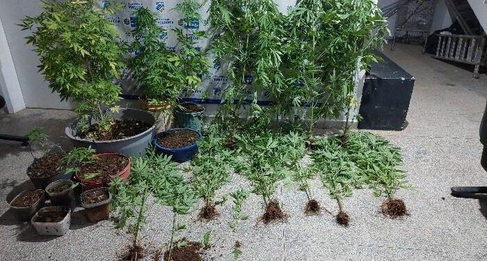 Em Ariquemes PM apreende mais de 30 pés de maconha