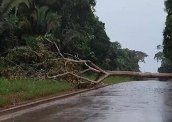 Defesa Civil Municipal libera tráfego na Estrada 13 de Setembro após queda de árvore, durante forte chuva