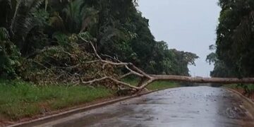 Defesa Civil Municipal libera tráfego na Estrada 13 de Setembro após queda de árvore, durante forte chuva