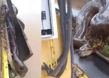 Sucuri é resgatada e trabalhadores ficam surpreendidos com o tamanho da cobra: “É um monstro!”; VEJA VIDEO