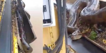 Sucuri é resgatada e trabalhadores ficam surpreendidos com o tamanho da cobra: “É um monstro!”; VEJA VIDEO