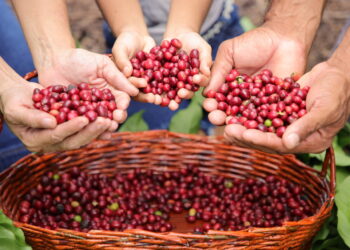 Rondônia alcança recorde histórico de exportação de café com mais de 35 mil toneladas em 2024