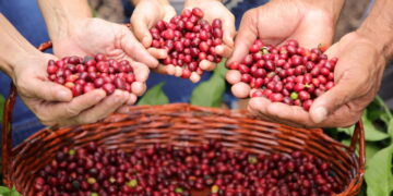 Rondônia alcança recorde histórico de exportação de café com mais de 35 mil toneladas em 2024