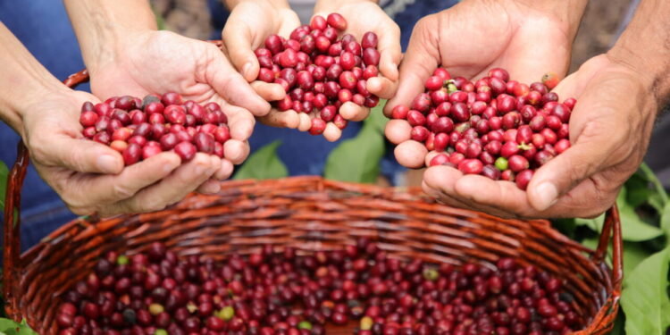 Rondônia alcança recorde histórico de exportação de café com mais de 35 mil toneladas em 2024