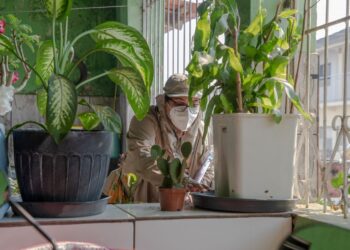 Dengue, Zika e Chikungunya: Como identificar as diferenças e prevenir doenças