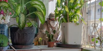 Dengue, Zika e Chikungunya: Como identificar as diferenças e prevenir doenças