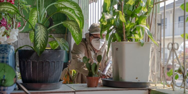 Dengue, Zika e Chikungunya: Como identificar as diferenças e prevenir doenças