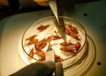 Combate à doença de Chagas é intensificado durante inverno amazônico em Rondônia