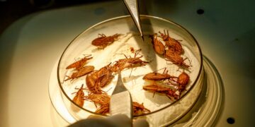 Combate à doença de Chagas é intensificado durante inverno amazônico em Rondônia