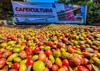 Municípios de Rondônia se destacam como grandes produtores de café