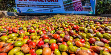 Municípios de Rondônia se destacam como grandes produtores de café