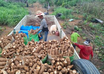 Prefeitura de Porto Velho impulsiona escoamento da agricultura familiar