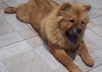 Assaltantes invadem residência é levam pet e proprietário oferece recompensa veja o valor