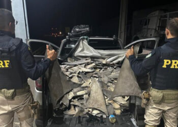 PRF apreende barbatanas de tubarão no Piauí