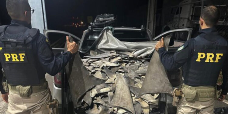PRF apreende barbatanas de tubarão no Piauí
