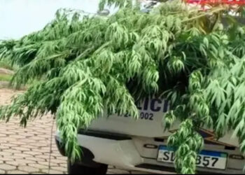 ” Meu vizinho jogou uma semente no meu quintal” : Homem plantava pés de maconha em seu quintal